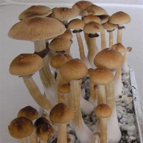 cubensis sporen|Shop 